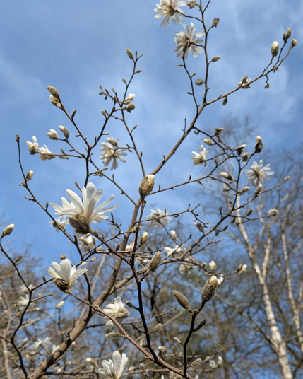 Ziedoša magnolija saulainā dienā.
