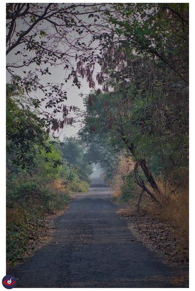 a small stretch of road with trees and bushes on each side