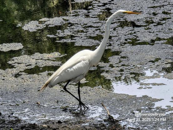 Tall, slender, white bird wades in murky edges of a pond, hunting for a snack.