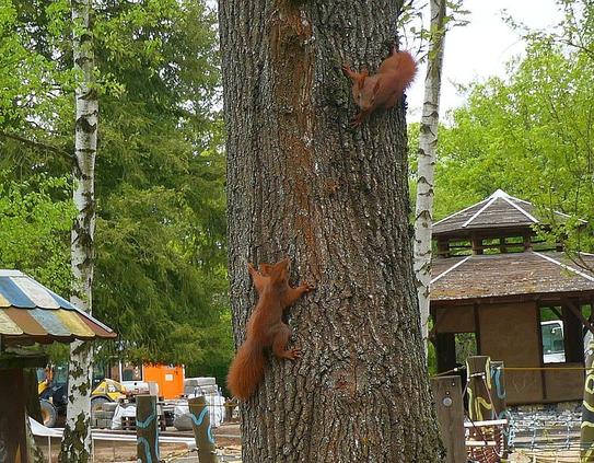 Zwei junge Eichhörnchen klettern an einem Baumstamm