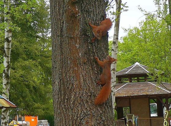 Zwei junge Eichhörnchen klettern an einem Baumstamm