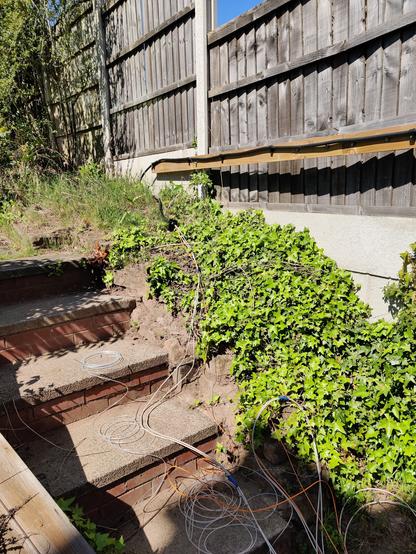 A short flight of stairs with some flowerbeds totally covered in ivy next to them and fence panels next to that. There is a mess of fish tape, fibre and ethernet cables spilled out on to the ivy and steps.