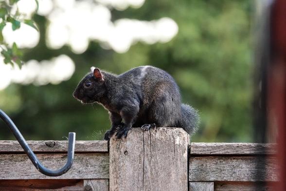A black squirrel sitting on top of a backyard fence.