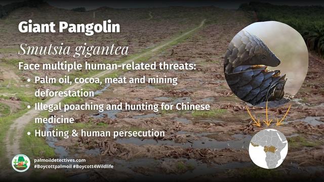 Help the #endangered Giant Ground #Pangolin 🙏🌿 of #Africa and boycott #Chinese medicine using them. Spoiler alert: their scales DO NOT CURE ANYTHING! Another threat is #palmoil #deforestation #Boycottpalmoil #Boycott4Wildlife  @palmoildetect.bsky.social https://wp.me/pcFhgU-7jM?utm_source=mastodon&utm_medium=Palm+Oil+Detectives&utm_campaign=publer