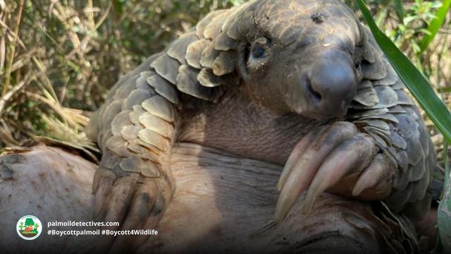 Help the #endangered Giant Ground #Pangolin 🙏🌿 of #Africa and boycott #Chinese medicine using them. Spoiler alert: their scales DO NOT CURE ANYTHING! Another threat is #palmoil #deforestation #Boycottpalmoil #Boycott4Wildlife  @palmoildetect.bsky.social https://wp.me/pcFhgU-7jM?utm_source=mastodon&utm_medium=Palm+Oil+Detectives&utm_campaign=publer