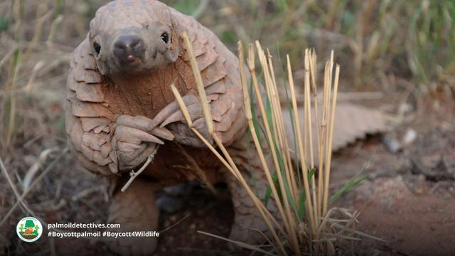 Help the #endangered Giant Ground #Pangolin 🙏🌿 of #Africa and boycott #Chinese medicine using them. Spoiler alert: their scales DO NOT CURE ANYTHING! Another threat is #palmoil #deforestation #Boycottpalmoil #Boycott4Wildlife  @palmoildetect.bsky.social https://wp.me/pcFhgU-7jM?utm_source=mastodon&utm_medium=Palm+Oil+Detectives&utm_campaign=publer
