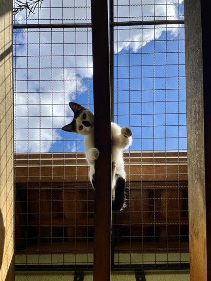 White and black cat pamed on a beam looking at the camera on a sunny afternoon.