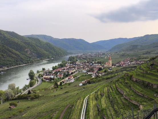 Blick auf eine Stadt von einem Hügel aus betrachtet. Im Vordergrund viele Weingärten, dahinter die Stadt mit markantem Kirchturm. Links ein großer Fluss. Auf der anderen Seite des Flusses ein bealdeter bewaldeter Hügel.