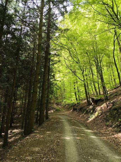 Ein Forstweg, auf beiden Seiten viel Wald. Auf der rechten Seite Birken mit hellgrünen Blättern. Auf der linken Seite dunkelgrüne Nadelbäume.