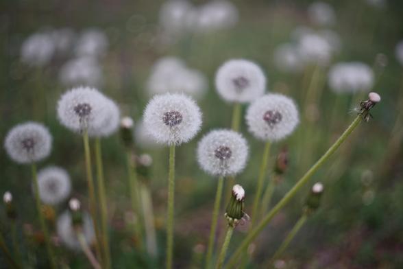 The image shows several dandelions in seed form. The white, fluffy seed heads are visible against a blurred green background, suggesting a field or grass area.