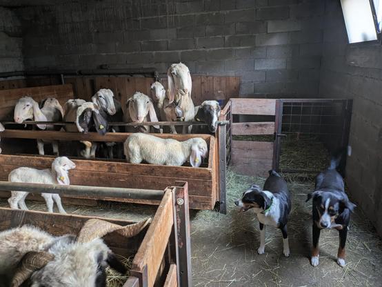 Schafe und Hunde warten gespannt auf die Fütterung. Das Tageslicht Licht fällt schräg in den Stall und bringt viel Kontrast.