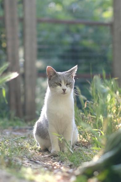 Photo of a bicolour white-and-grey cat sitting between patches of deep grass. The cat looks slightly annoyed.