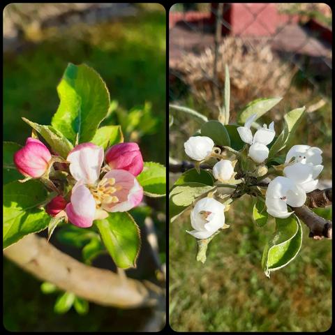 Two close-up photos of blossoms: apple blossoms in pink and white on the left, pear blossoms in white only on the right.