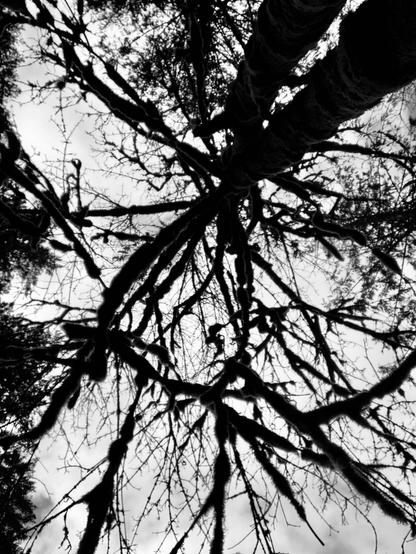 Looking straight up, tree branches covered with large chunks of moss