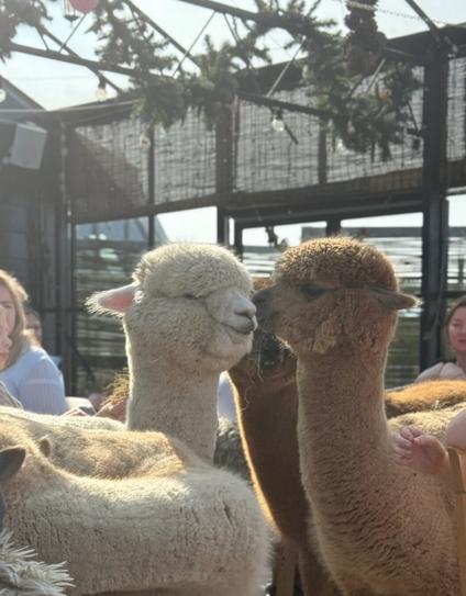 Alpaca's kiss