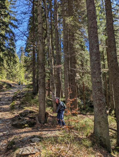 Übung für die Highlandgames. Anheben eines kompletten Baumes.