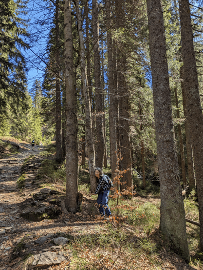 Übung für die Highlandgames. Anheben eines kompletten Baumes.