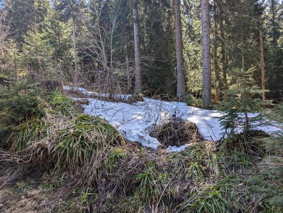 Stellenweise noch 20 cm tiefe Schneefelder.