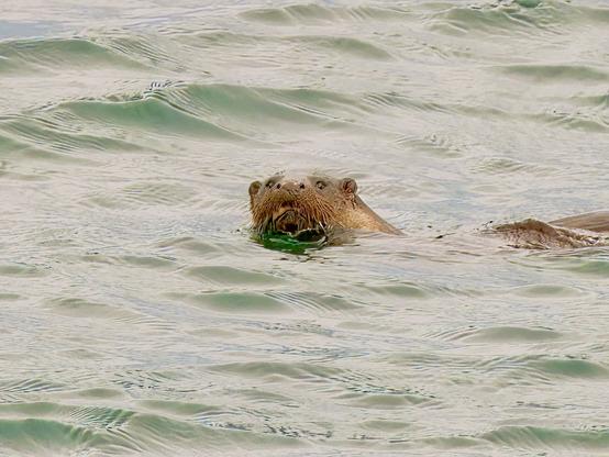An image of an otter swimming in the sea. Isle of Skye, Scotland