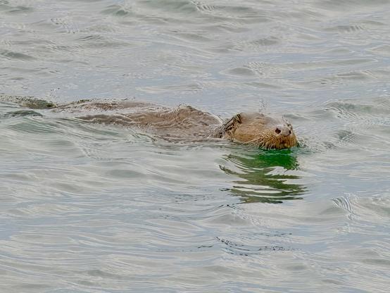 An image of an otter swimming in the sea. Isle of Skye, Scotland