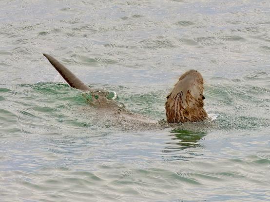 An image of an otter swimming in the sea. Isle of Skye, Scotland