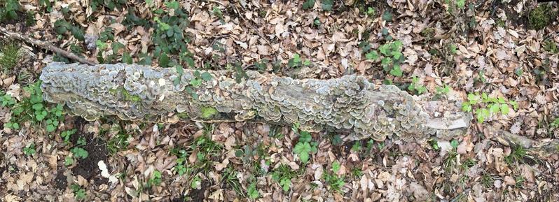 Ein Baumstamm mit einer Menge kleiner Baumpilze. Oder ist es ein Pilz mit vielen Fruchtkörpern?