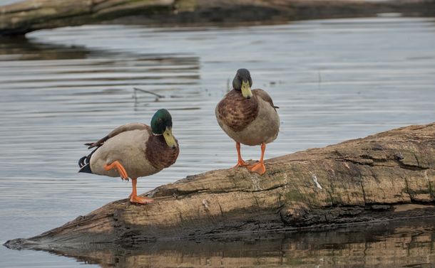 Deux canards colverts sur un tronc dans un étang. Un des deux canards se gratte avec une de ses pattes. Le mouvement et la photo donnent l'impression qu'il se prépare à faire une prise d'art martial au pied.