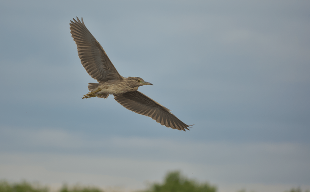 Un bihoreau gris juvénile (une sorte de petit héron trapu avec des pattes et un cou assez courts et un plumage gris marron clair) en vol. Il a ses ailes entièrement dépliées.