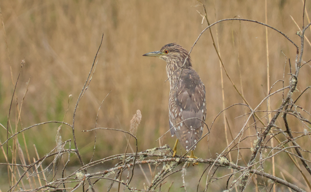 Un bihoreau gris juvénile sur une branche au dessus des berges d'un étang. Il exposé son dos avec son plumage marron clair, gris et taché de blanc. Il a la tête tournée vers la gauche ce qui permet de voir son profil avec son long bec pointu et son œil rouge orangé.