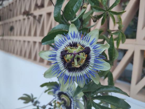 planta en una pared con flores que desconozco. son flores que los petalos parecen tubitos que acavan en punta y son de tres colores, azul en el exterio, blanco en medio y violeta oscuro en el interior.
Luego más en el centro de la flor salen tres tubitos violestas oscuros, y debajo unos cinco palitos verdes que acaban como en unas hojas naranjas