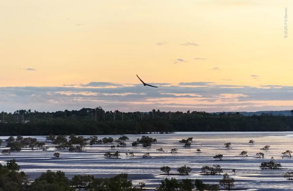 A lone sea-eagle soars over the tidal flats of Nightcliff bay at dusk. The bay is dotted with pioneer mangroves living beyond the dense shoreline colony, and the scene is a strange mixture of sea and land, just as the flat itself is a fluid mixture of land and water. The dying light glints and shines off water and wet sand alike, making a glistening plain dotted with dark mangrove silhouettes. (Ichthyophaga leucogaster)