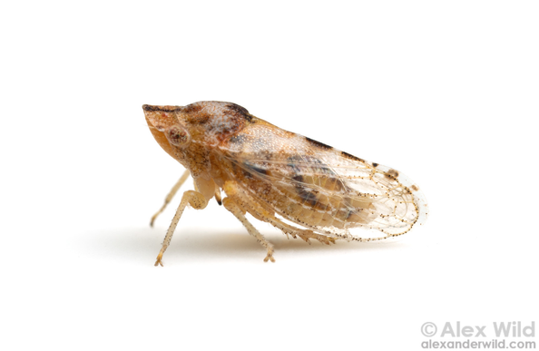 Macro photo of a stout brown bug with clear wings and a nose like a sharp trowel sitting froglike on a pure white background.