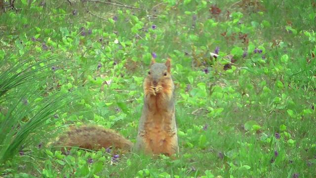 Fox Squirrel standing on its hind legs looking at the camera while eating last years Maple tree wings from the yard.
