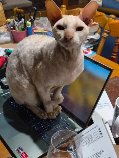 A cluttered table with a powered on laptop at it's centre.  A white Cornish rex cat with very large ears is peering directly at the camera whilst sitting in the middle of a laptop keyboard.
