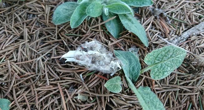 A pellet regurgitated by an owl, consisting mostly of a small rodent skull. An ant is walking on the pellet.