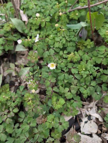False Rue Anemone blooming, a little white flower with yellow center with clover shaped leaves on a woodland floor.