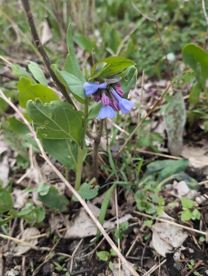 Virginia Bluebells, blue and purple bell shaped flowers hanging down from a stem with larger lobed shaped green leaves on a woodland floor with dead brown leaves and dirt.
