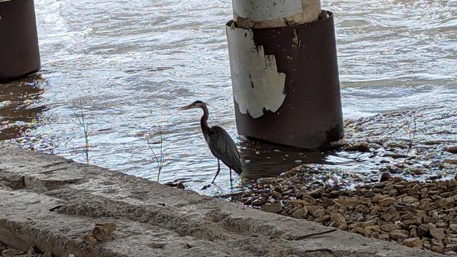 Great Blue Heron in profile facing left standing in the Zumbro River near a bridge support well backlit from the other side of the bridge with a concrete barrier in the foreground. The bird is large, has long crane-like legs, grey body, long orange beak, white face, black crest and a couple feathers coming out from behind the crest.