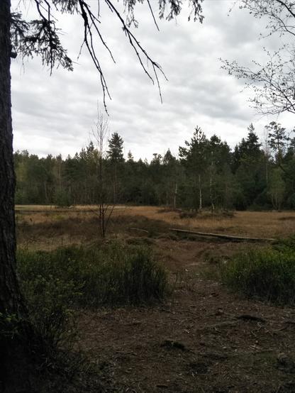 Foto von einer Waldlandschaft mit Hochmoorgebiet. Kleine Birken, ein paar Fichten, viel trocken-aussehendes Gras und ein paar Büsche. Himmel bedeckt.