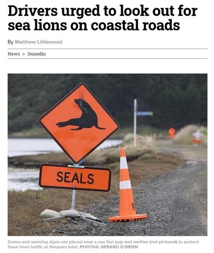 An ODT headline says "Drivers urged to look out for sea lions on coastal roads". The accompanying photo shows a road sign warning of seals.