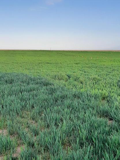 Green field in Morton County, Kansas on April 21, 2025.