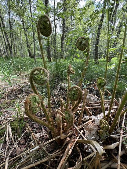 a unfurling clump of ferns in the woods