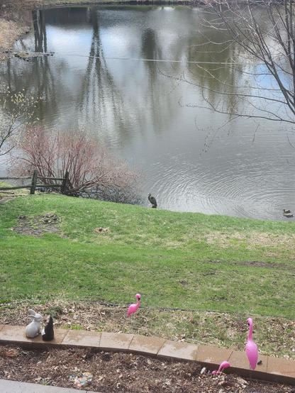 Blue heron standing in a pond with plastic pink flamingos in the foreground.