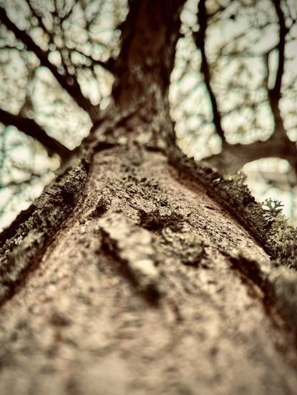 A vertical, close-up view of the trunk of a thin tree reveals a large portion of its bark stripped away, as its branches extend upward and outward on a sepia-hued, overcast day.