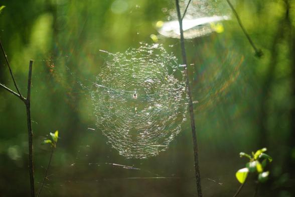 The image shows a spider web glistening in the sunlight, stretched between twigs in a natural setting. The light creates a soft, colorful bokeh effect in the background.