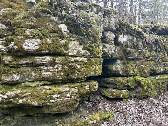 A picture of layered stone in a forest. The ground is covered in leaf litter and the rock face is covered in green moss.