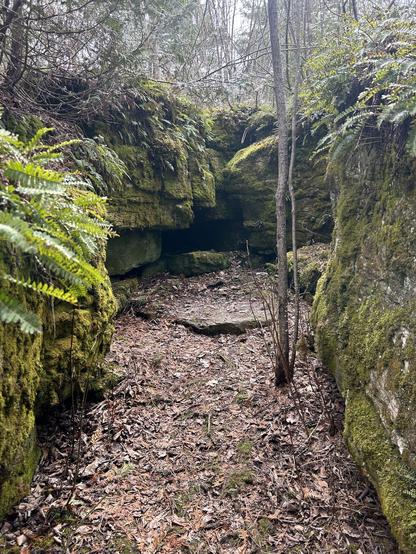 A path that leads to a round end of layered rock covered in moss and ferns. There’s a thin tree growing towards the left.