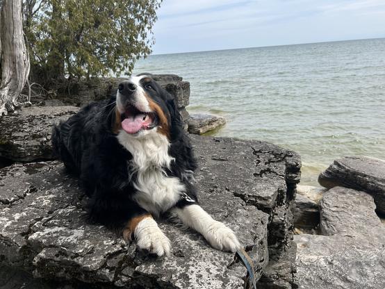 A photo of a Bernese mountain dog laying down on a dark rock as she looks up with her tongue out. There are trees behind her on the left and a lake behind it all.