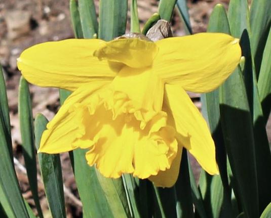 Bloom with yellow tube with ruffled edge combined with yellow petals behind it bending forward on green stem with elongated slender leaves in the background.