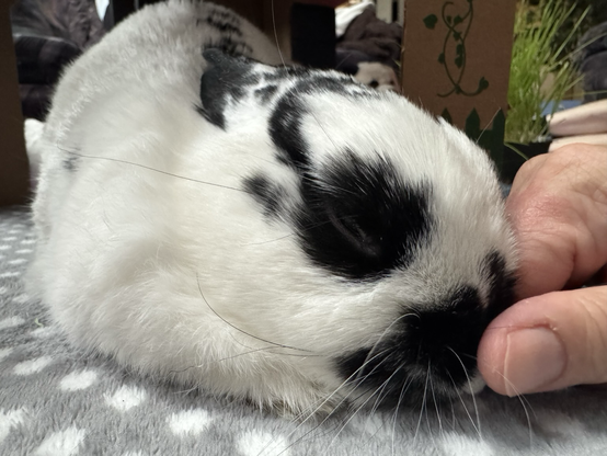 A bunny with eyes closed received a rub on her nosey
